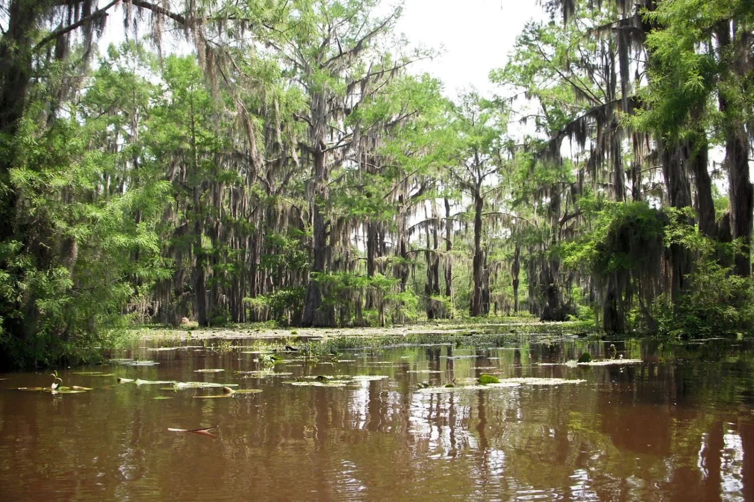 A tranquil swamp scene featuring lush green trees and calm, brown water with lily pads.